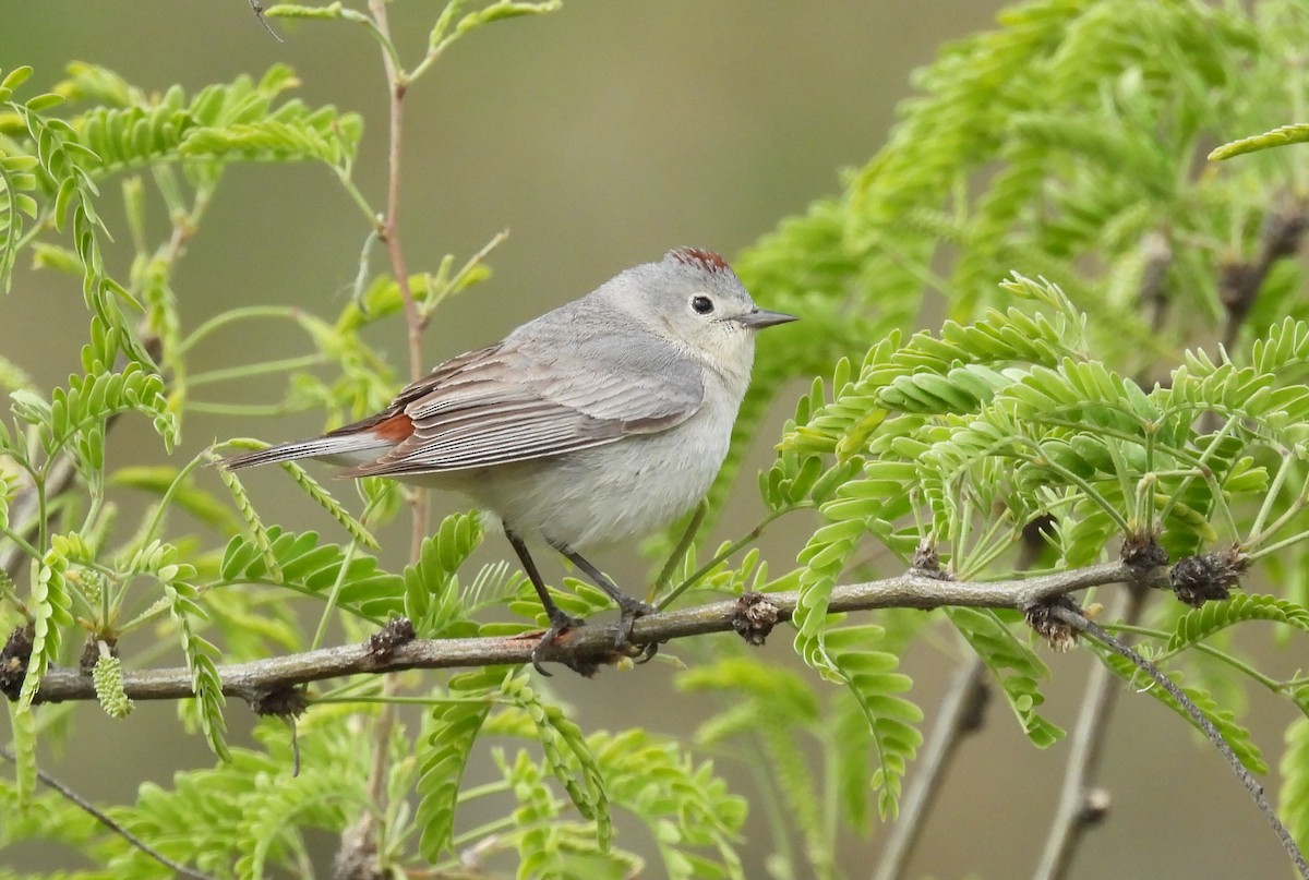 Lucy's Warbler - ML618036449