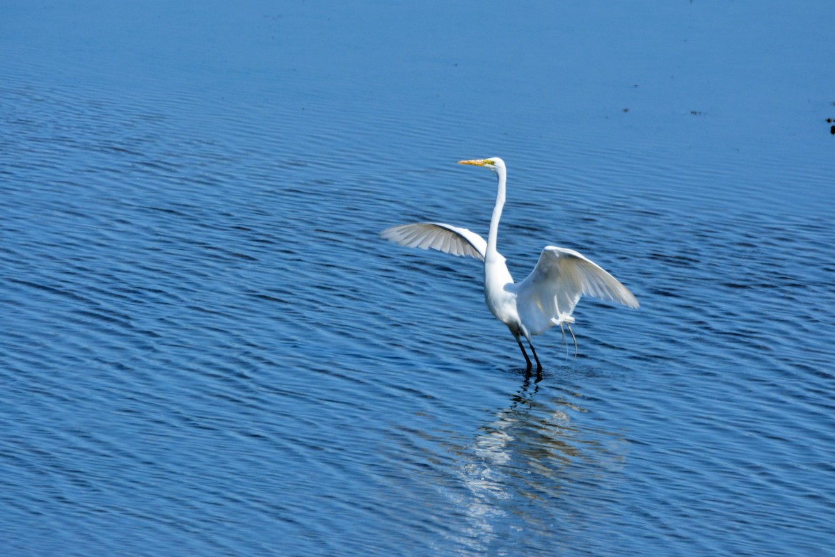 Great Egret - Janette Vohs