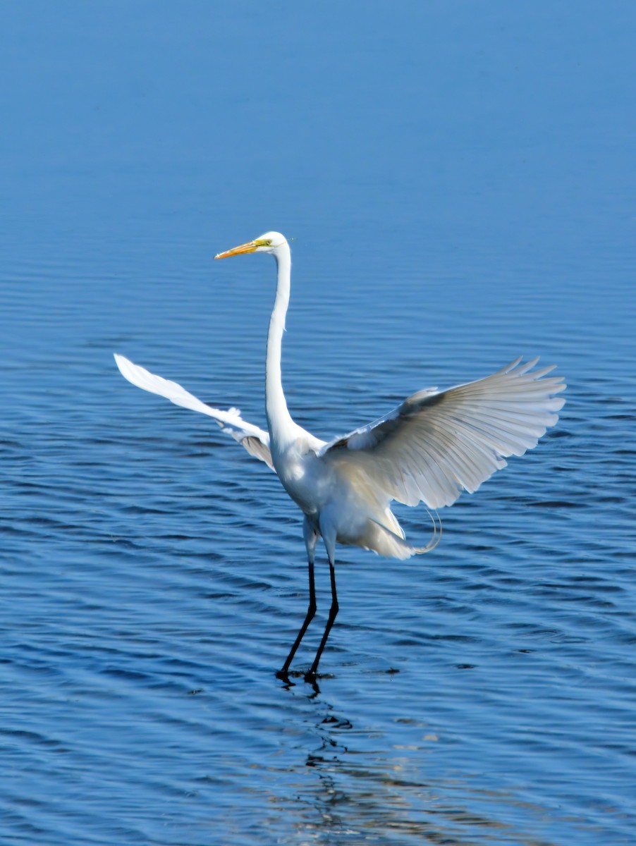 Great Egret - Janette Vohs