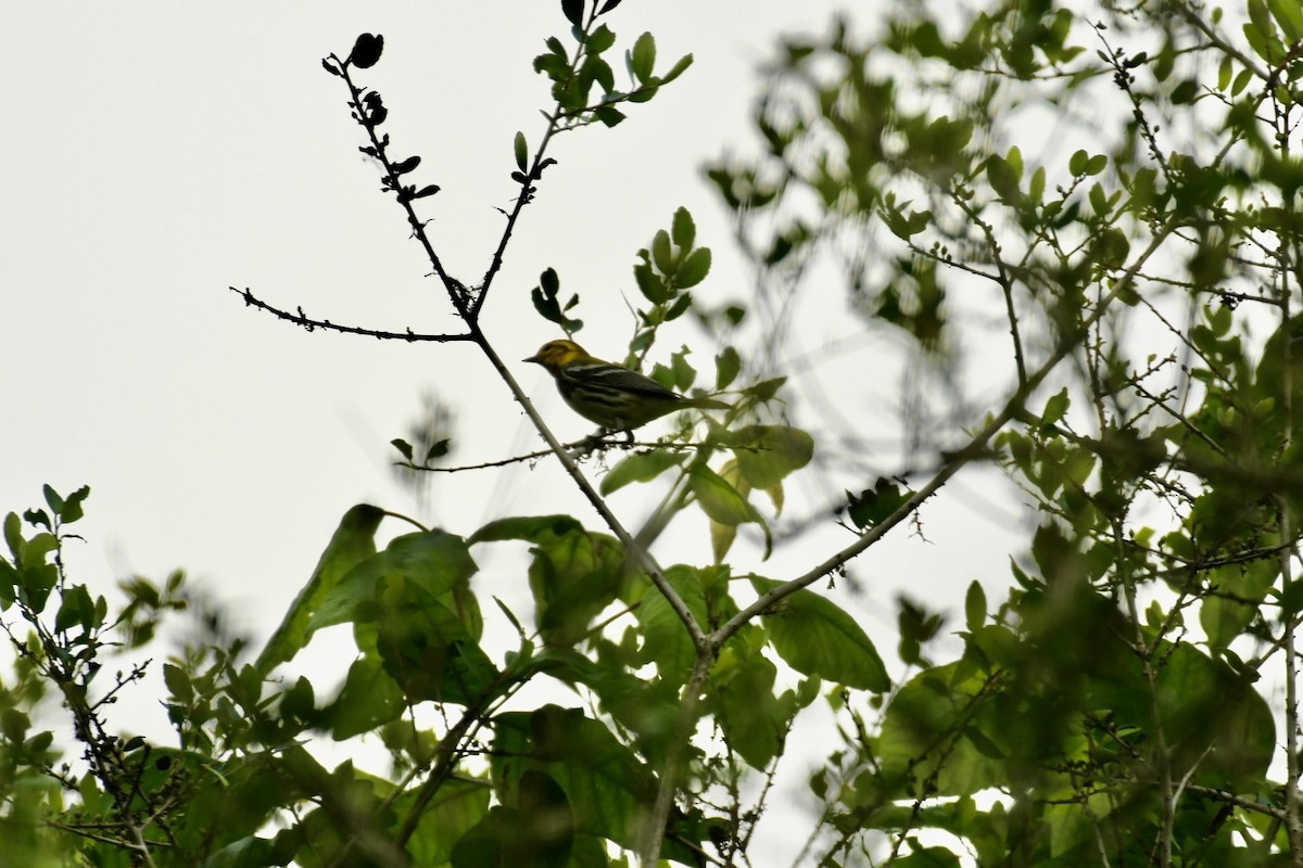 Black-throated Green Warbler - Robert Opperman