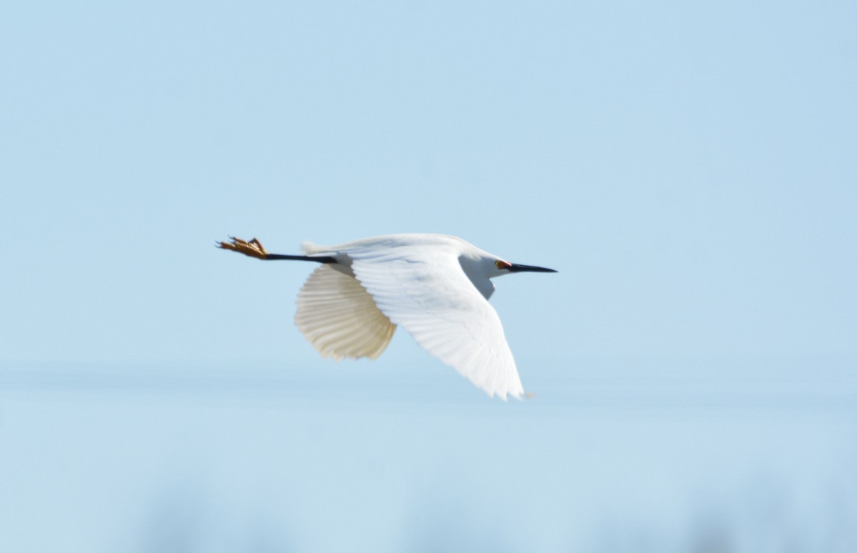 Snowy Egret - Janette Vohs