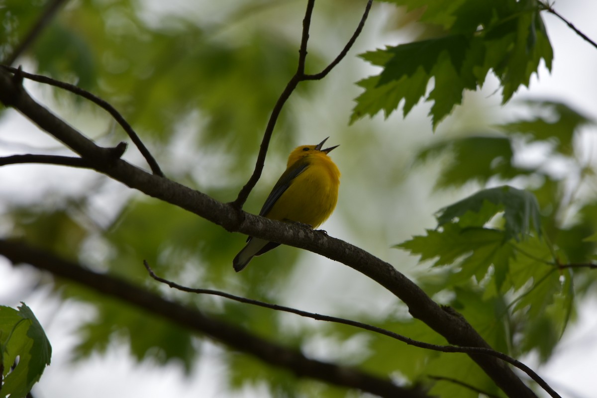 Prothonotary Warbler - ML618036491