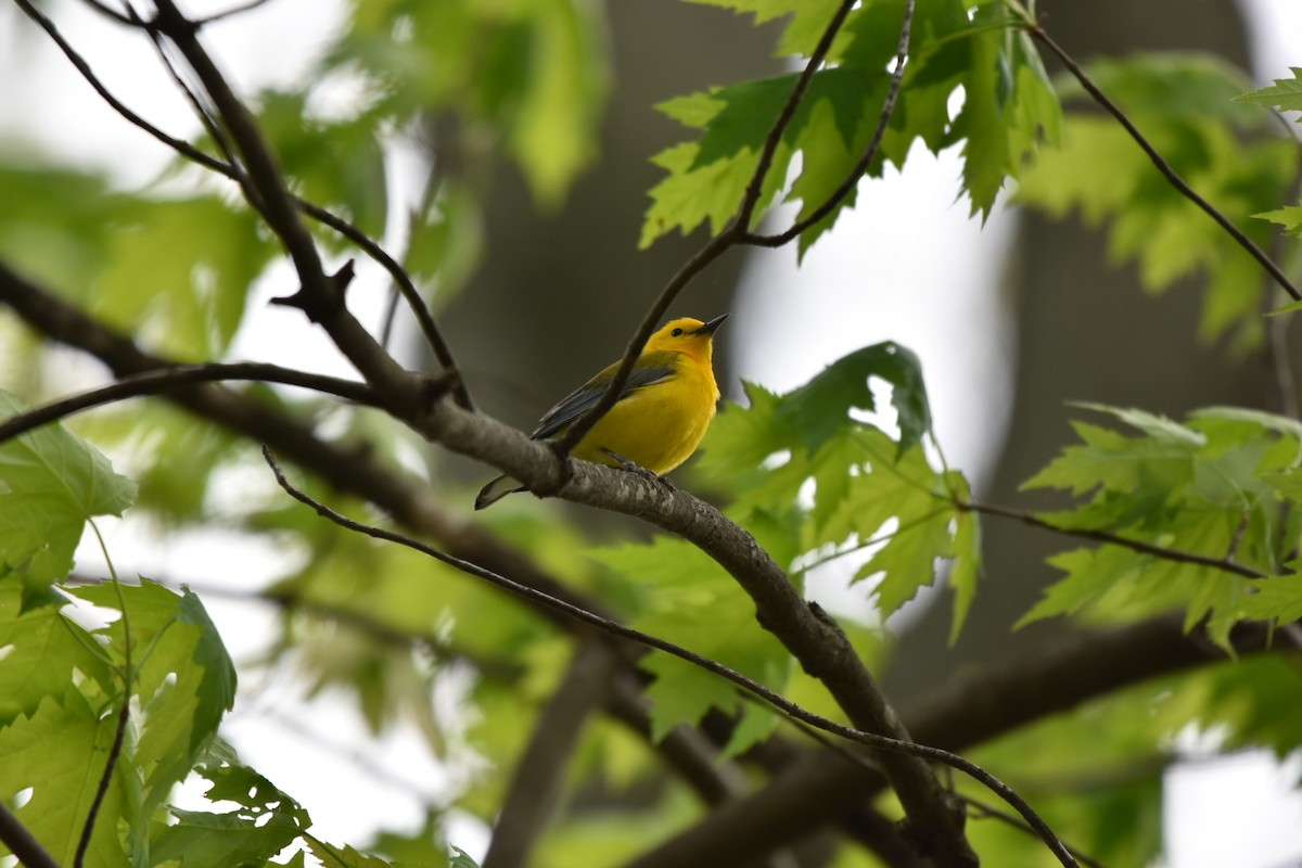 Prothonotary Warbler - ML618036492