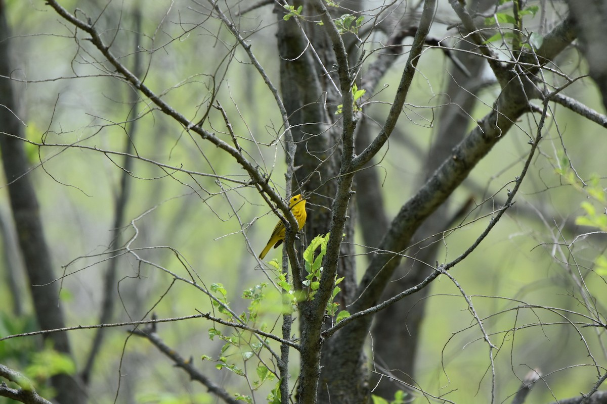 Yellow Warbler - ML618036503