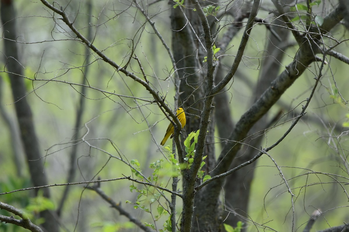 Yellow Warbler - ML618036504