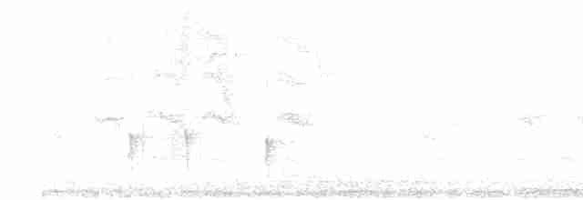Graustirn-Todityrann - ML618036522