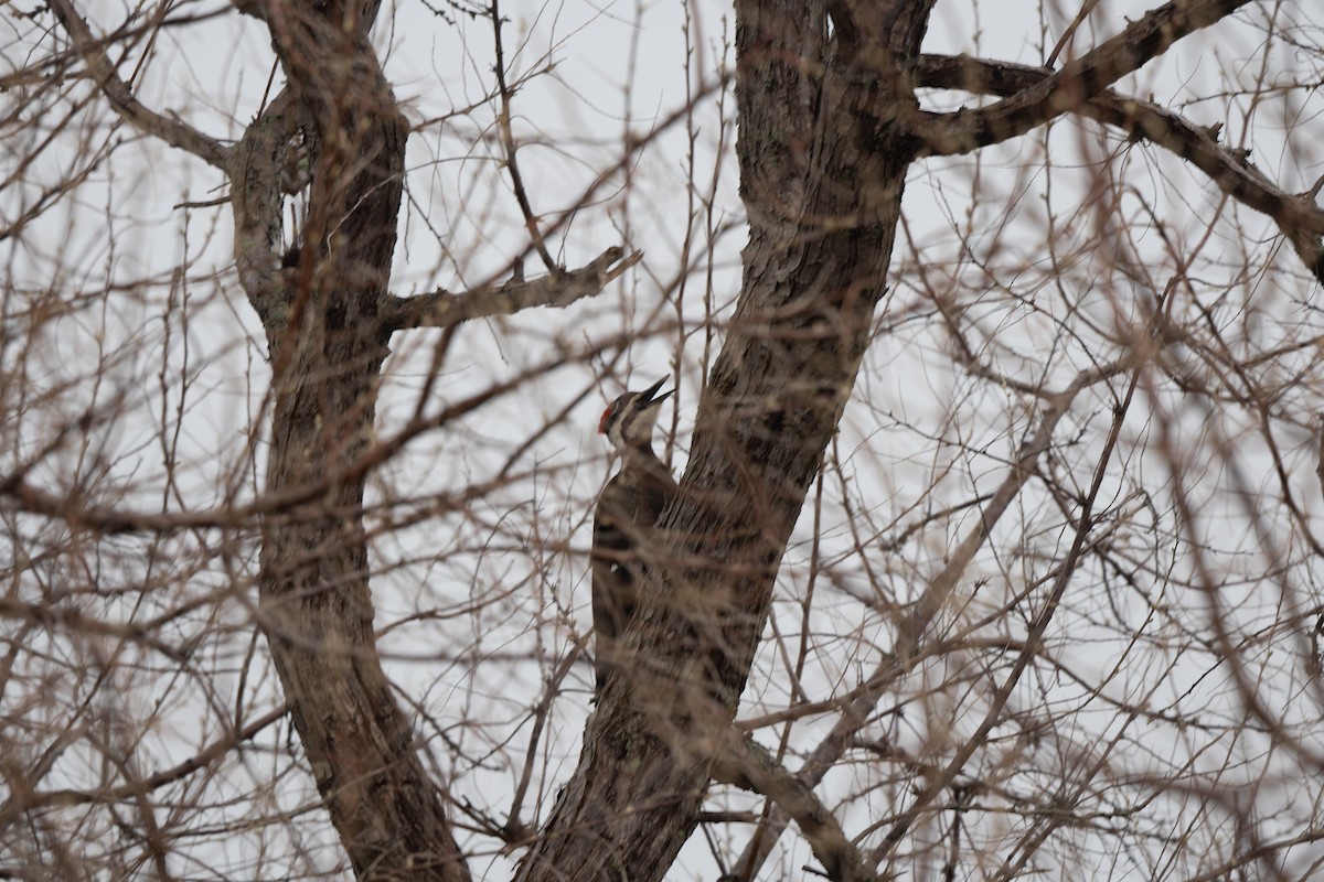 Pileated Woodpecker - Gray Carlin