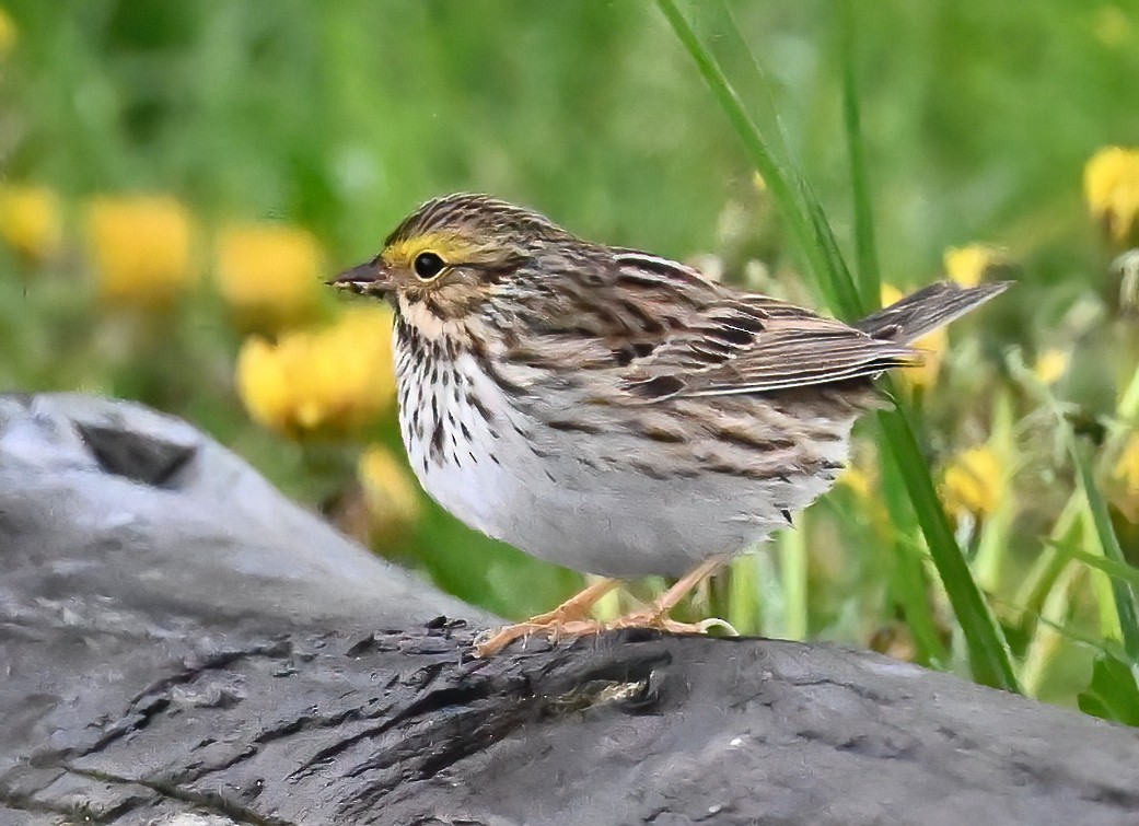 Savannah Sparrow - ML618036564