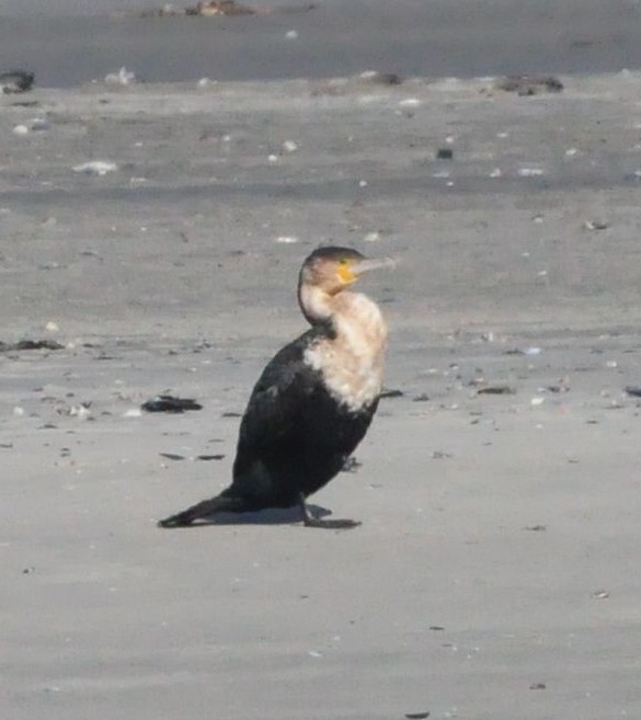 Great Cormorant (White-breasted) - ML618036565