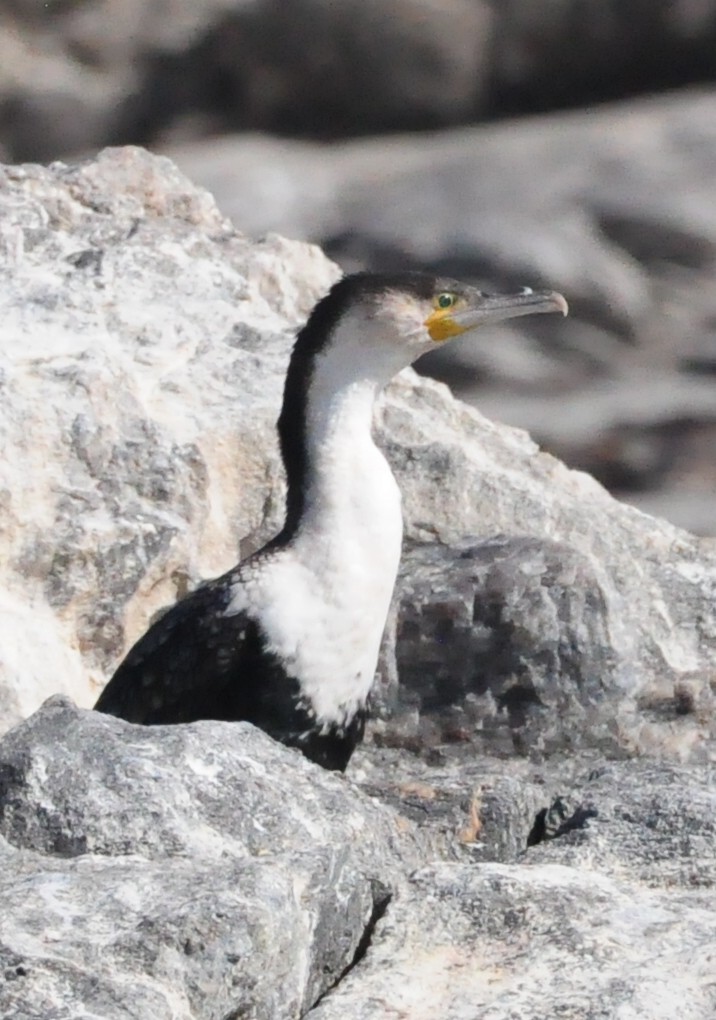 Great Cormorant (White-breasted) - ML618036580
