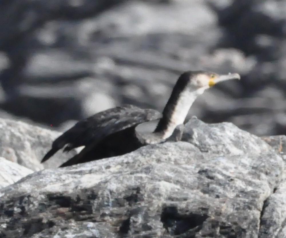 Great Cormorant (White-breasted) - Anonymous