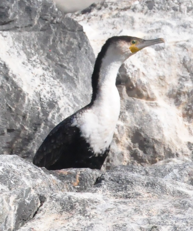 Great Cormorant (White-breasted) - ML618036582