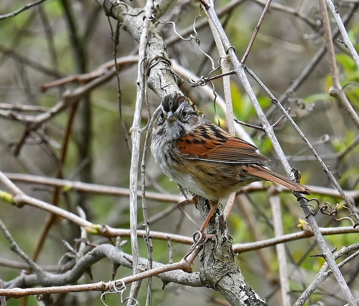 Swamp Sparrow - ML618036585