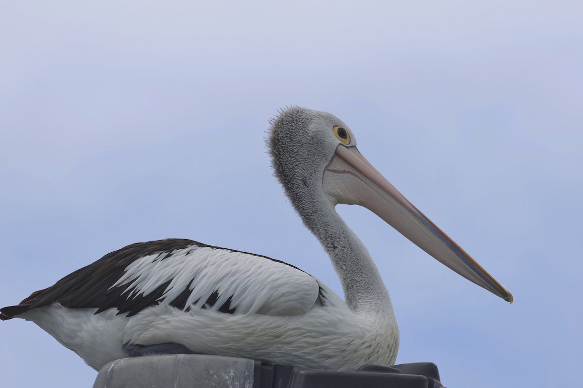Australian Pelican - Dennis Devers