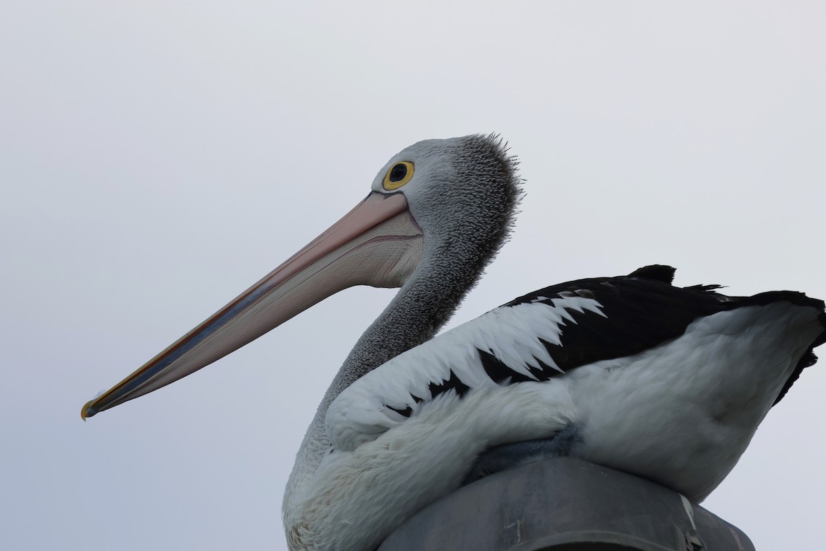 Australian Pelican - Dennis Devers