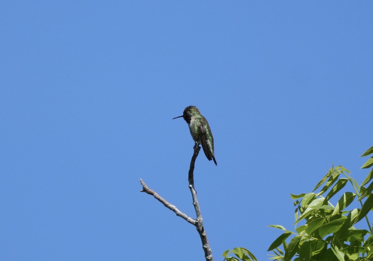 Anna's Hummingbird - ML618036628