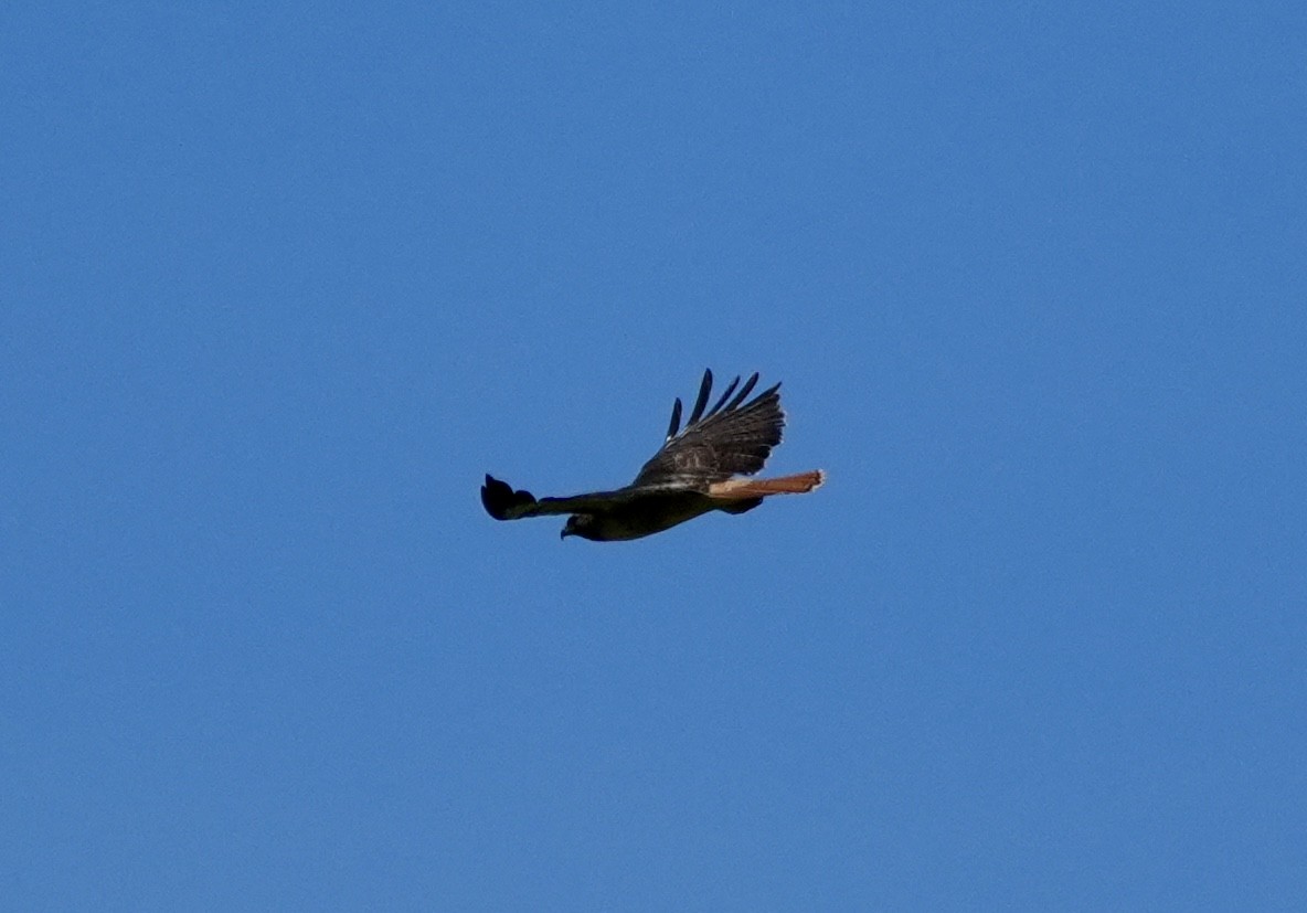 Red-tailed Hawk - ML618036630