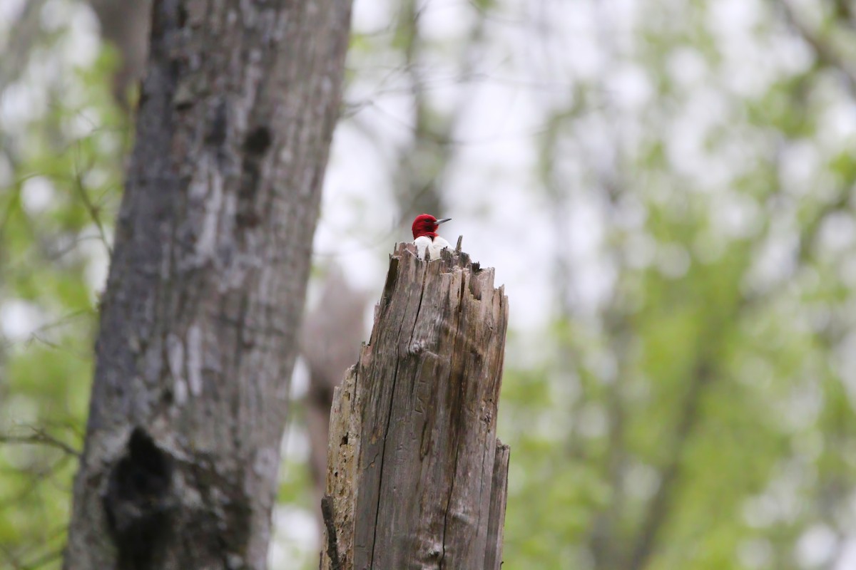Red-headed Woodpecker - Melissa Ludwig
