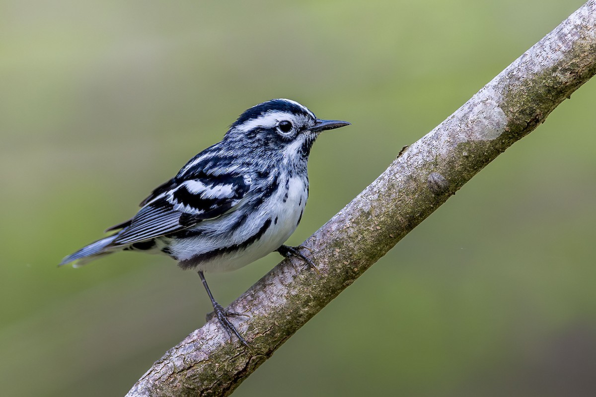 Black-and-white Warbler - ML618036646