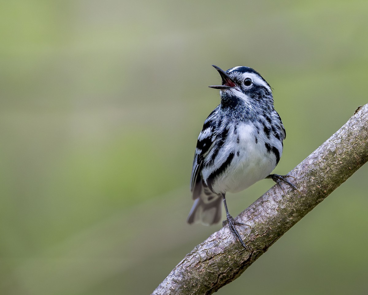 Black-and-white Warbler - ML618036647