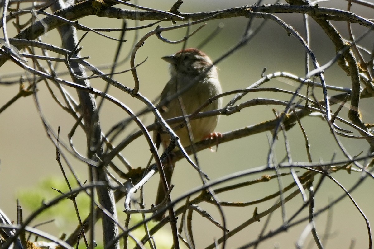 Rufous-crowned Sparrow - ML618036653