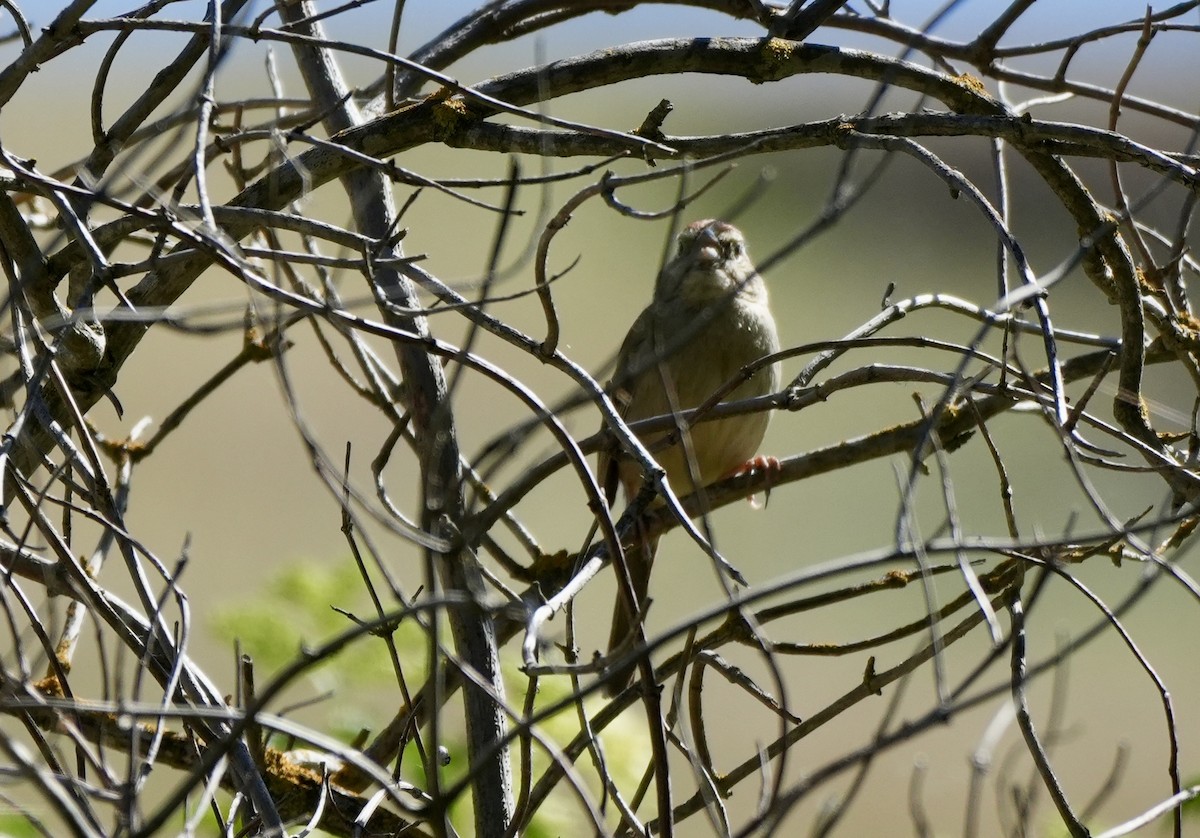 Rufous-crowned Sparrow - Ryan Ludman