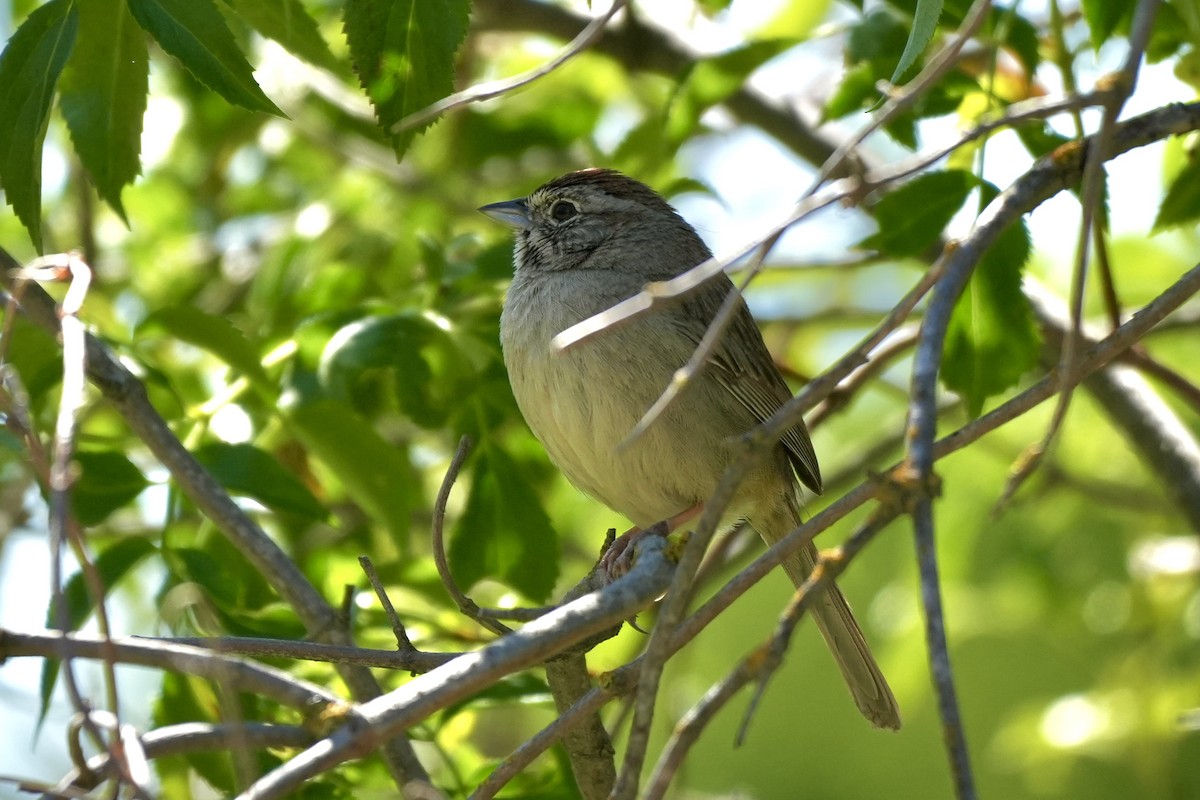 Rufous-crowned Sparrow - ML618036661