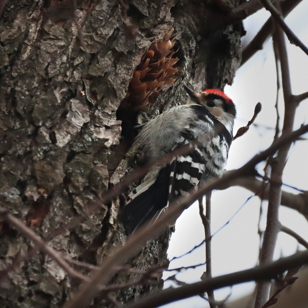 Lesser Spotted Woodpecker - ML618036662