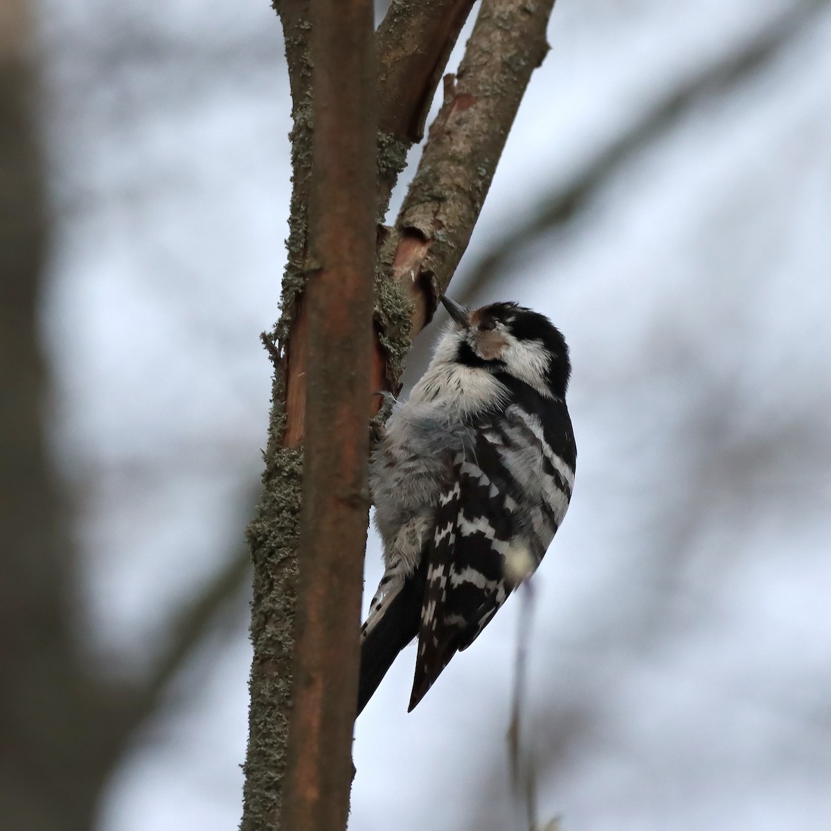 Lesser Spotted Woodpecker - Rego Ostonen