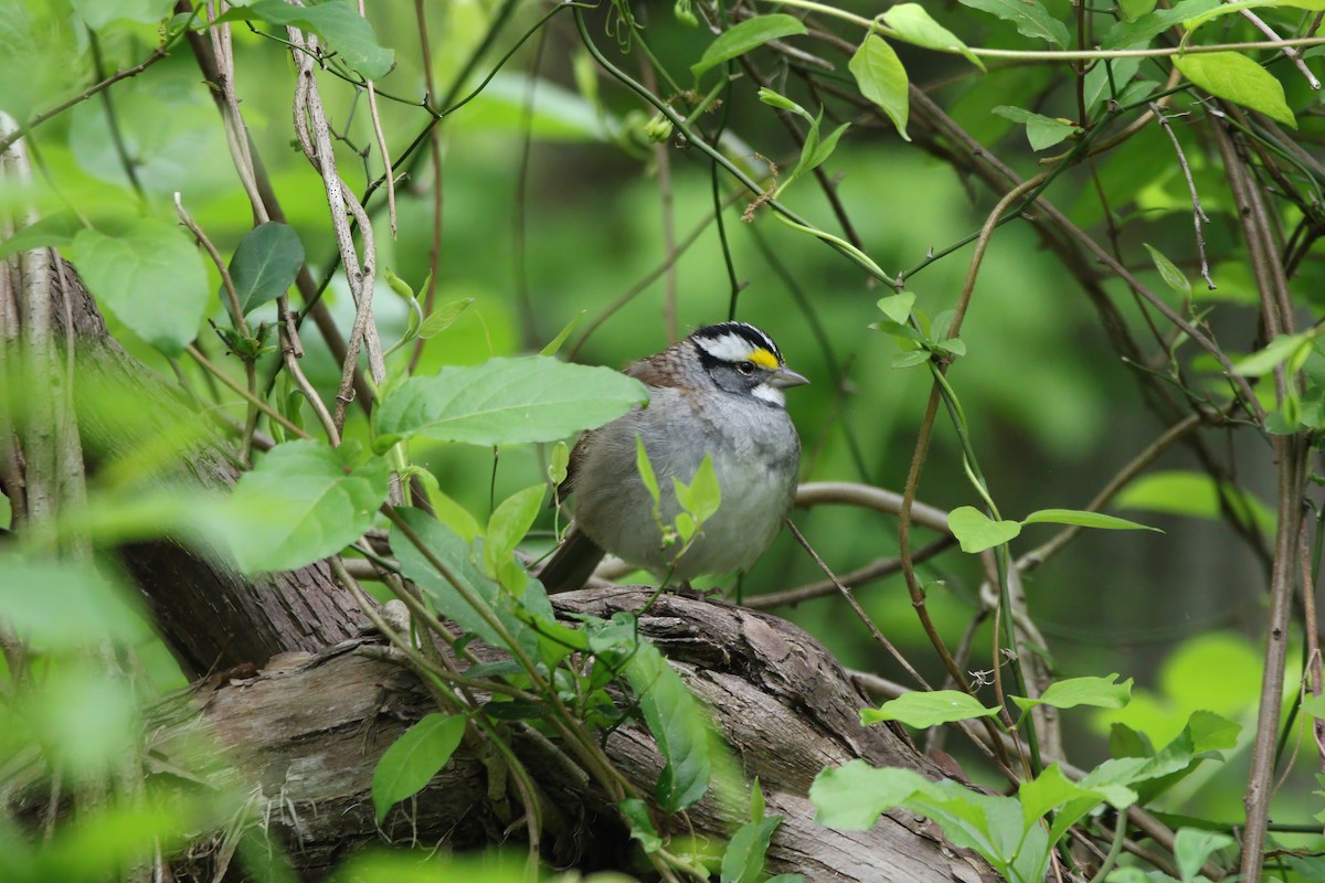 White-throated Sparrow - Melissa Ludwig