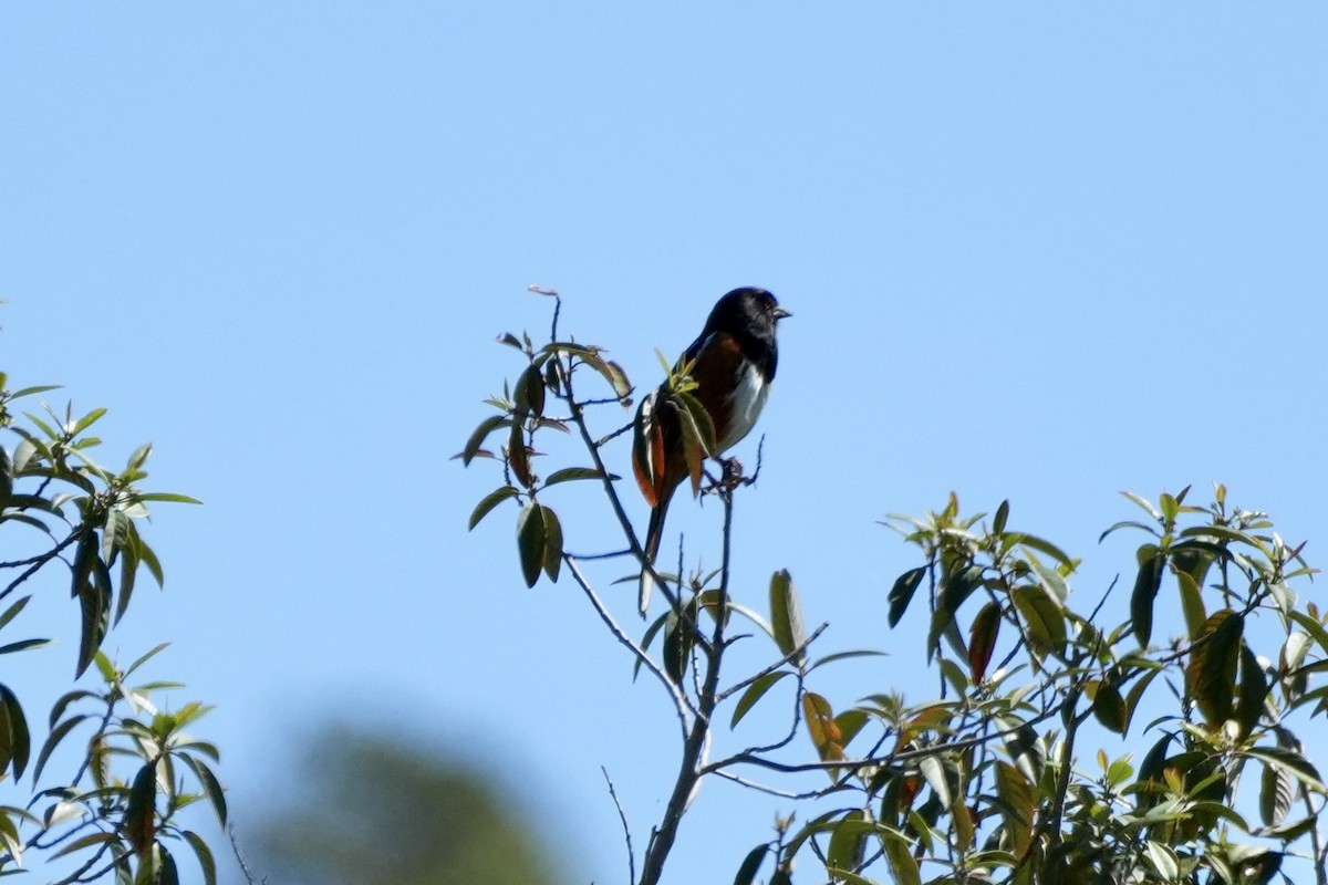 Spotted Towhee - ML618036678