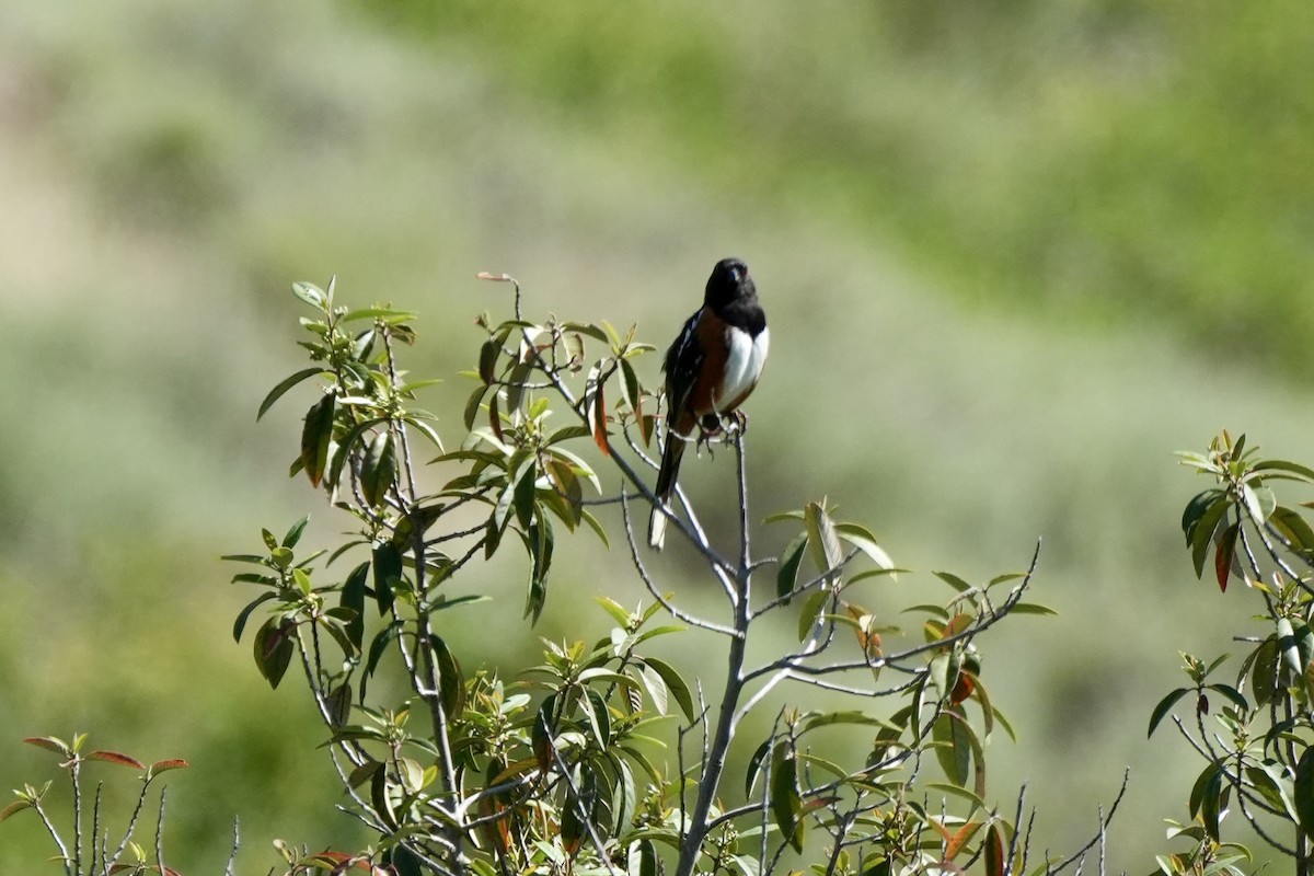 Spotted Towhee - ML618036682
