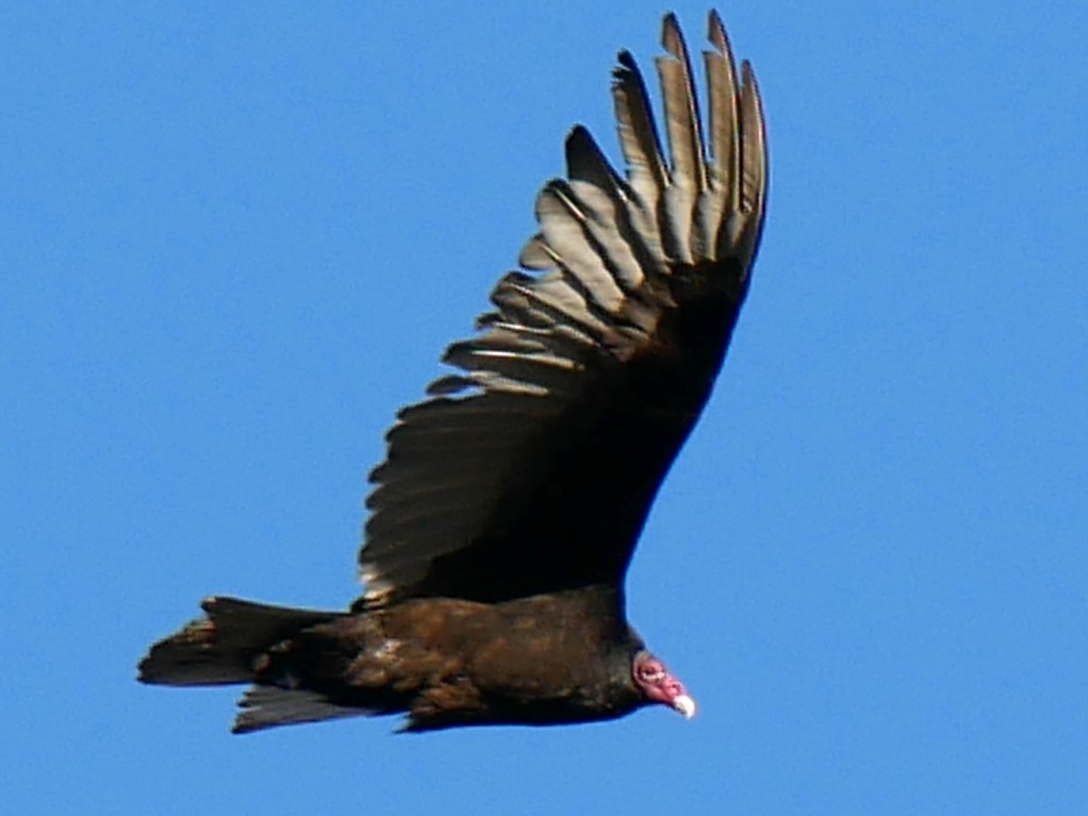 Turkey Vulture - ML618036687