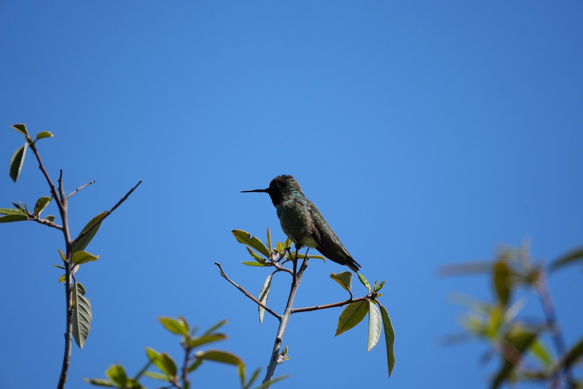 Anna's Hummingbird - ML618036695