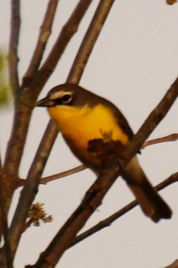 Yellow-breasted Chat - ML618036711