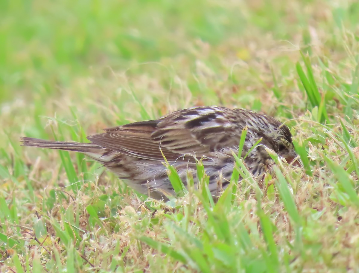 Savannah Sparrow - ML618036729