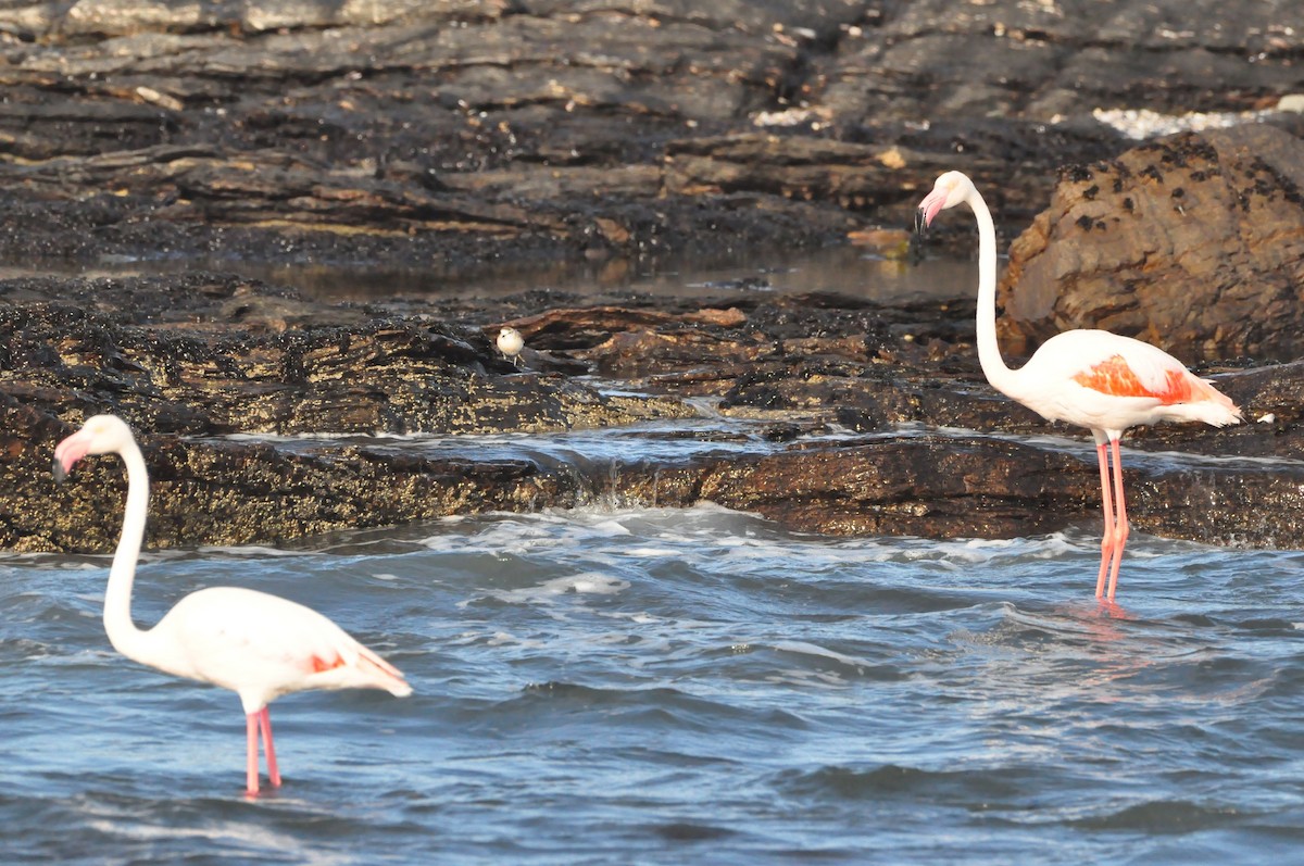 Greater Flamingo - Anonymous