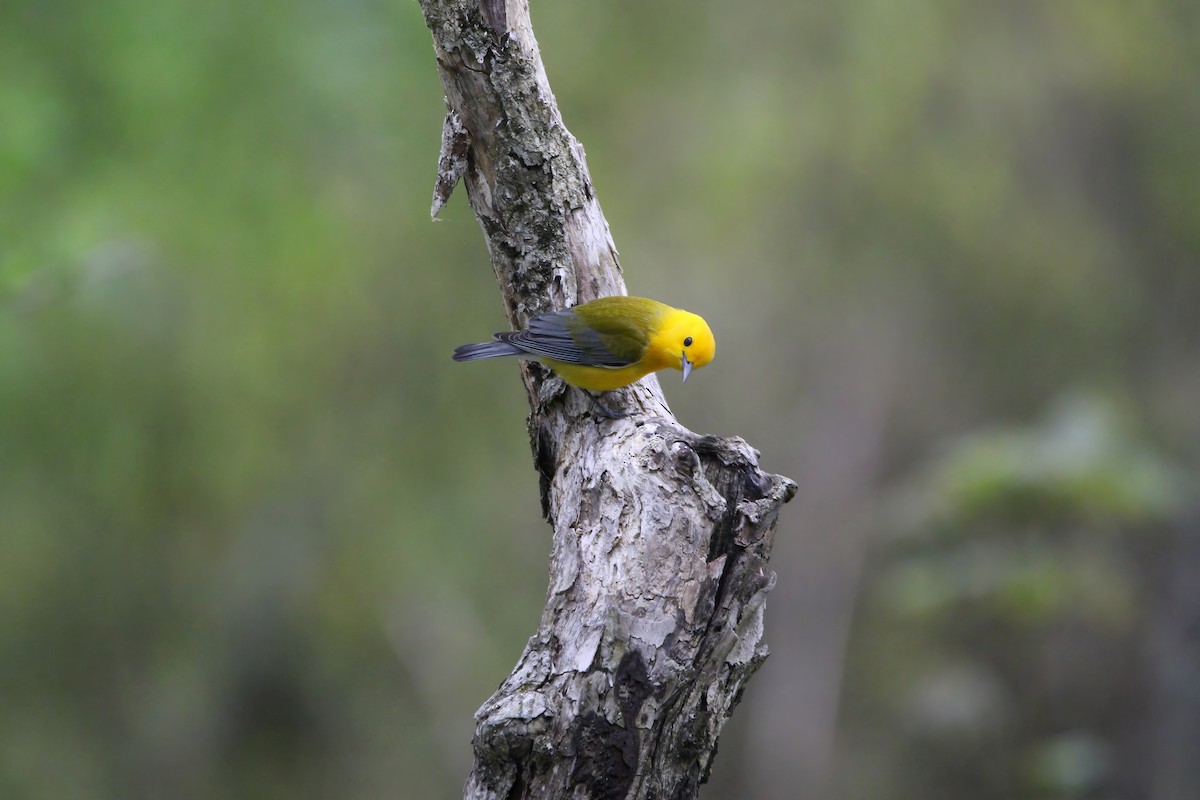 Prothonotary Warbler - Melissa Ludwig