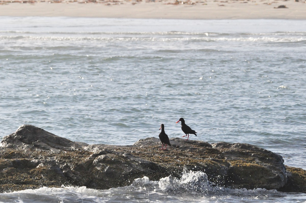 African Oystercatcher - Anonymous