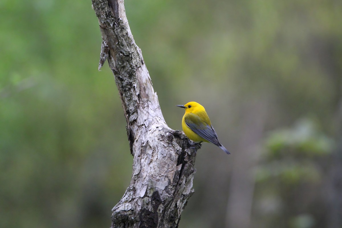Prothonotary Warbler - ML618036754