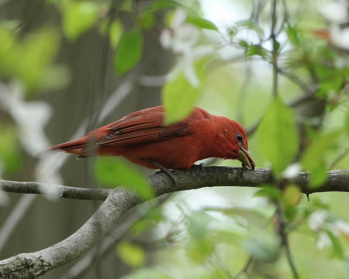 Summer Tanager - Xinyi Z