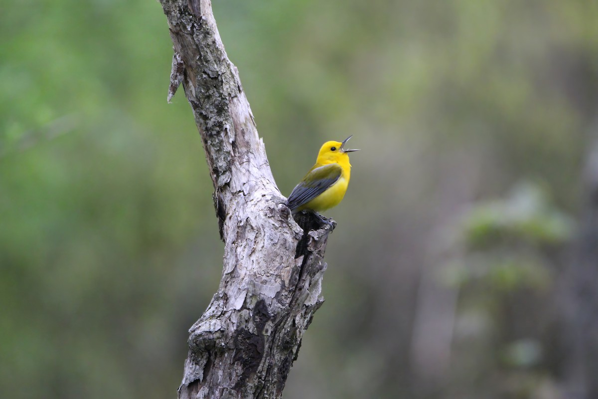 Prothonotary Warbler - Melissa Ludwig
