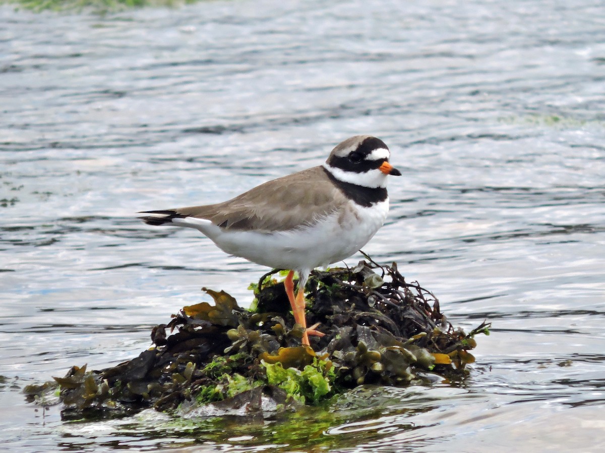 Common Ringed Plover - ML618036770