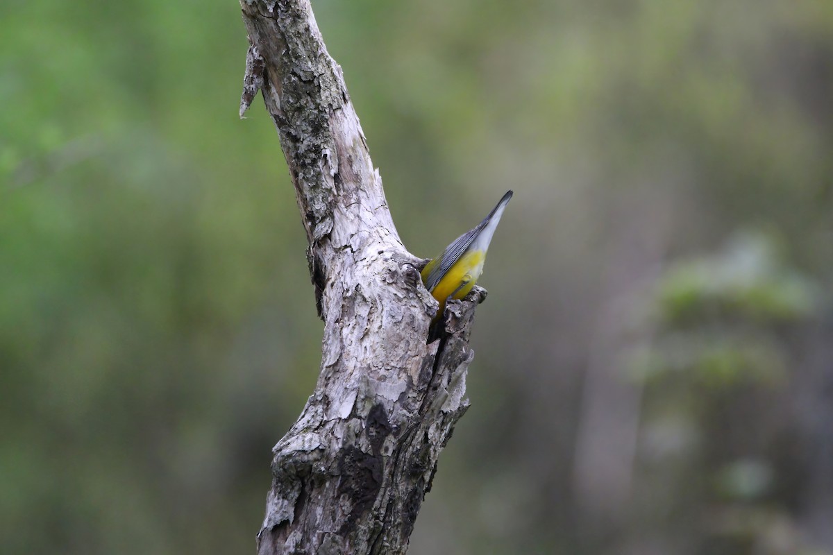 Prothonotary Warbler - ML618036775