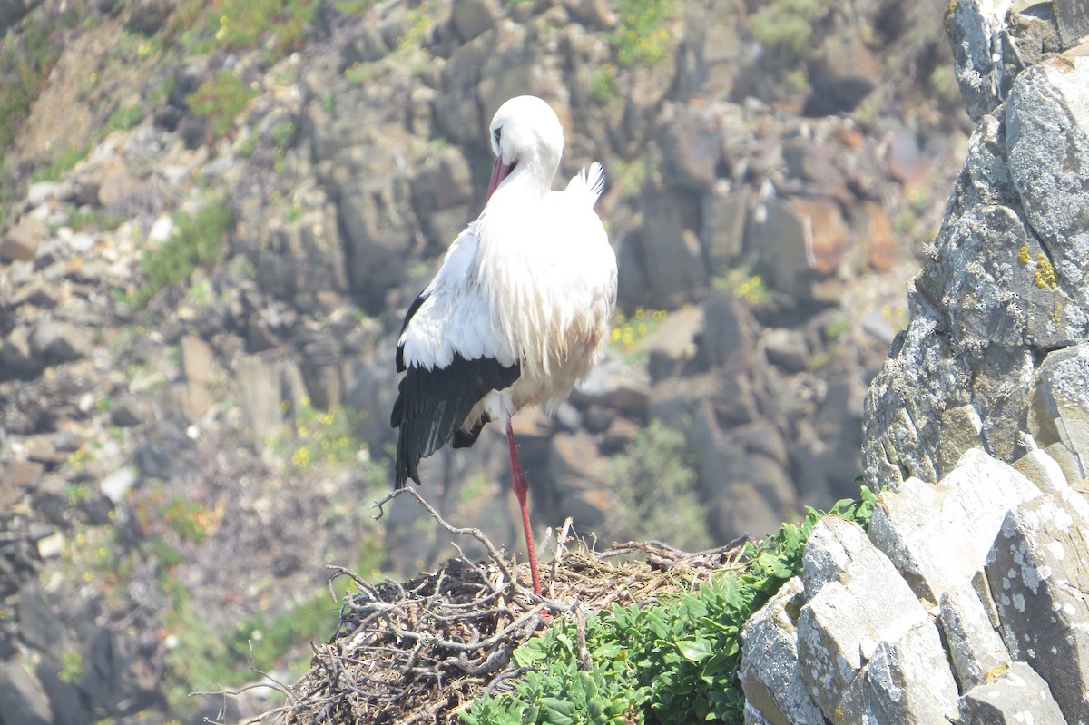 White Stork - ML618036798