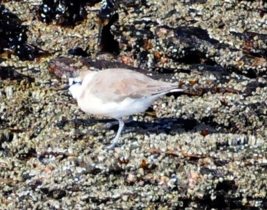 White-fronted Plover - ML618036803