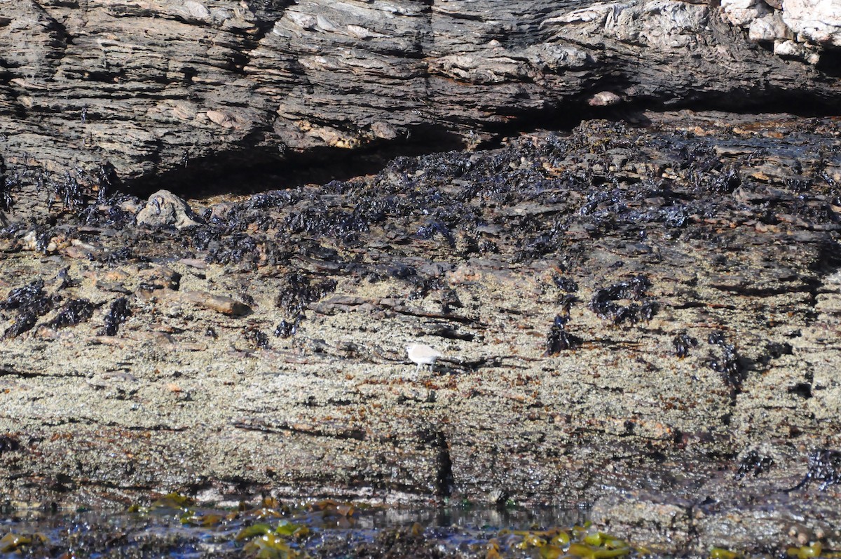 White-fronted Plover - ML618036805