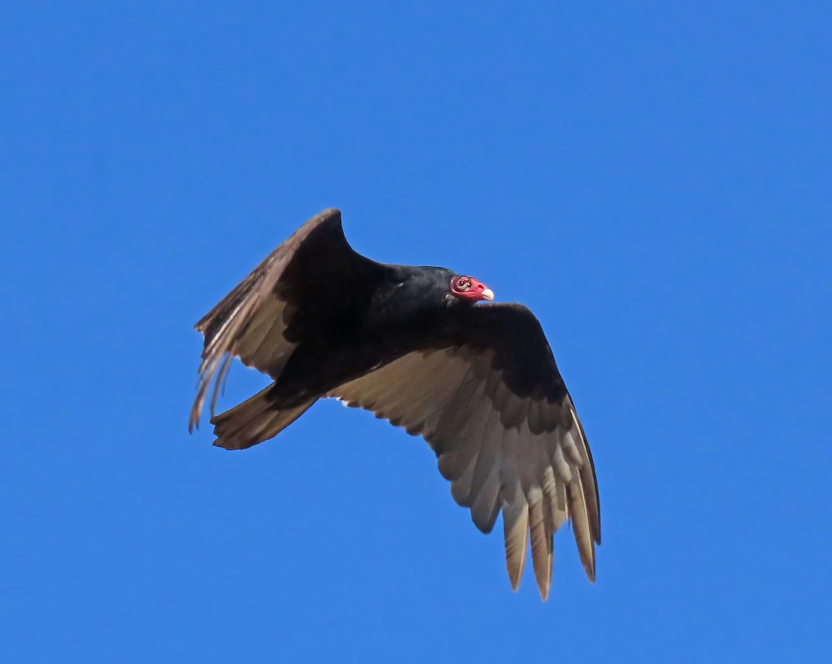 Turkey Vulture - Peter Goodwin