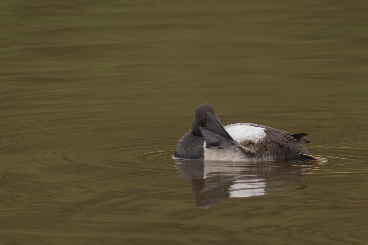 Lesser Scaup - Don Getty