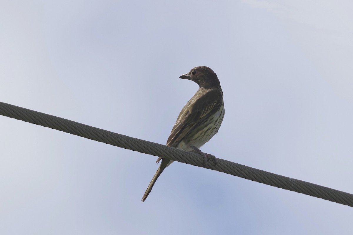 Australasian Figbird - ML618036880